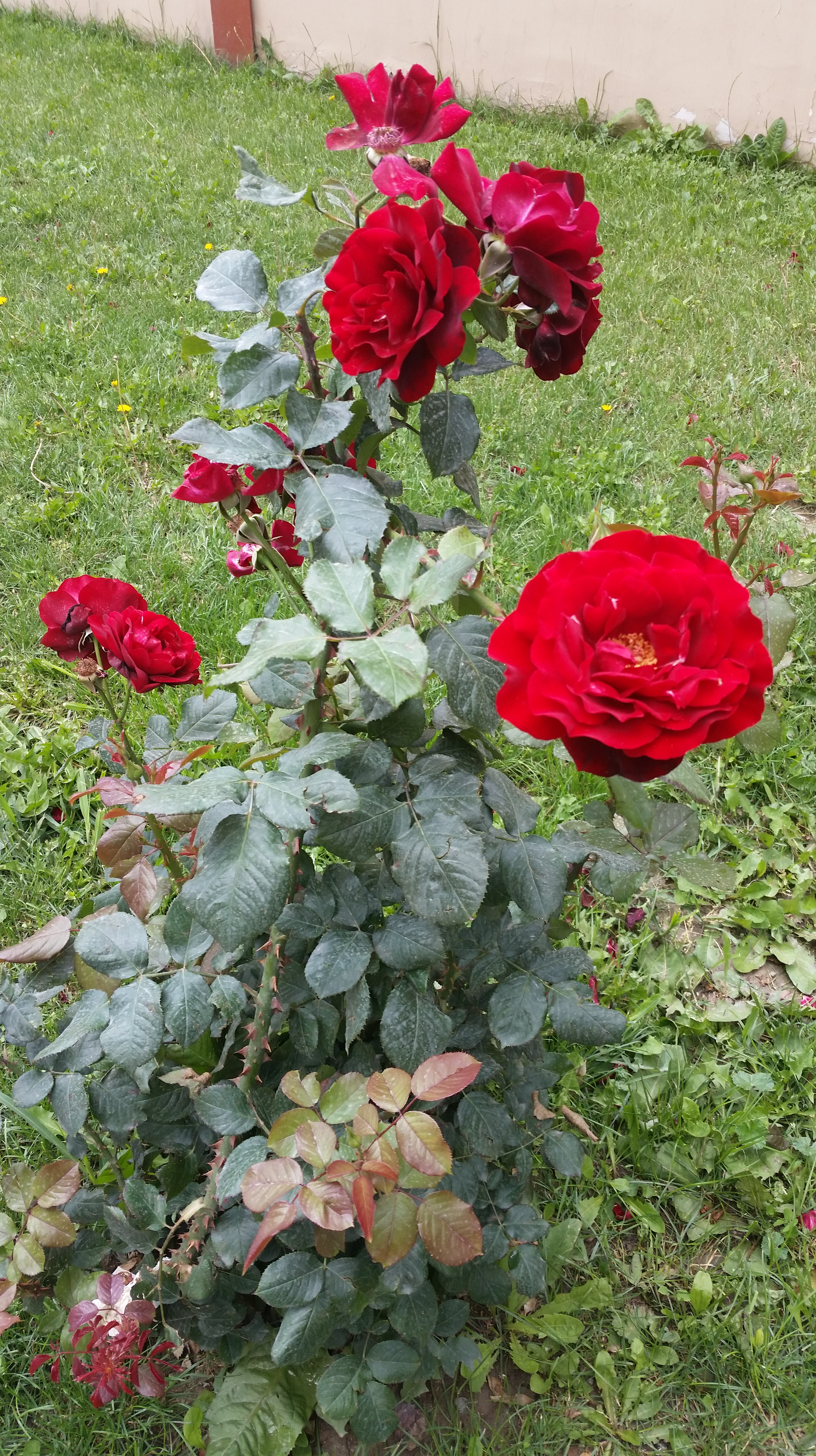 Wilted Roses – Darchelle's Vacation with Uncle Sam